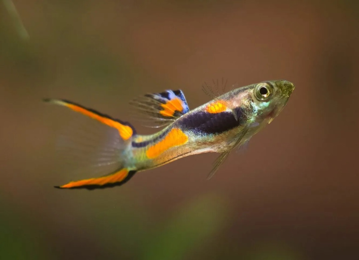 Endler Natura (Fisch)