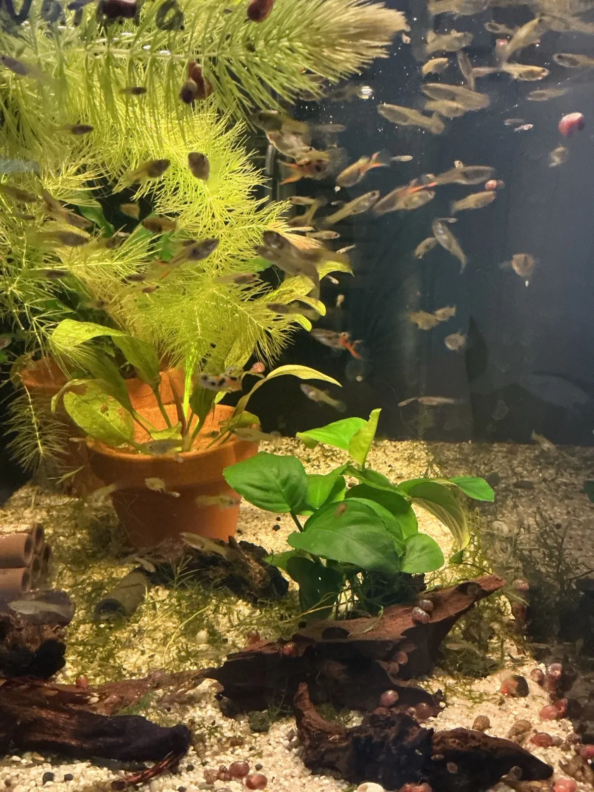 Endler Becken 3