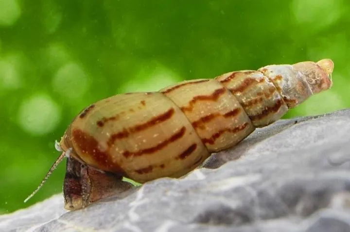 Turmdeckelschnecke (Schnecke)