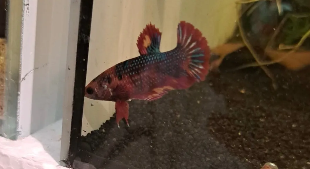 Betta splendens (Fisch)