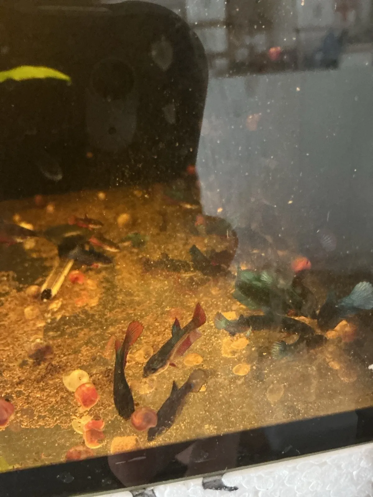 Betta splendens (Fisch)