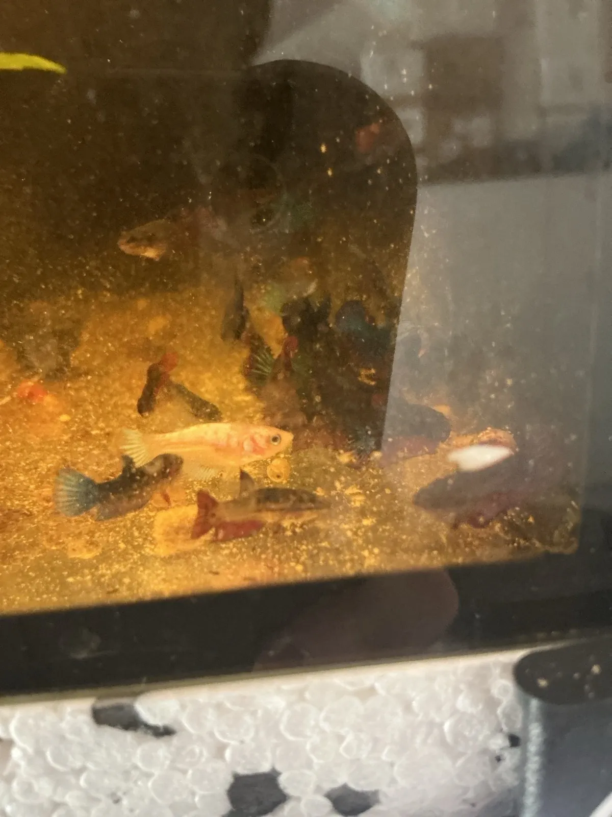 Betta splendens (Fisch)