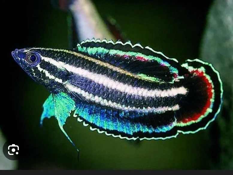 Parosphromenus Harveyi (Fisch)
