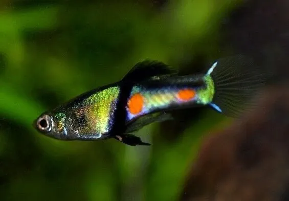 Endler El Tigre (Fisch)