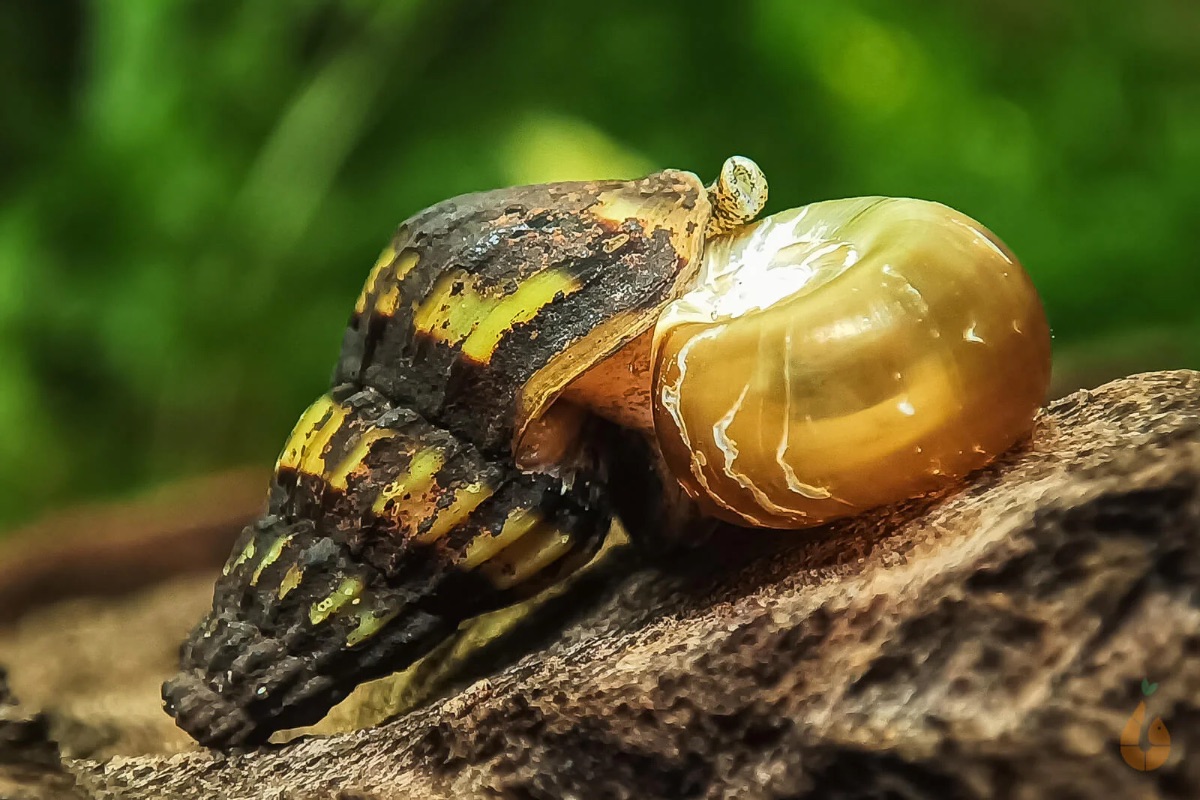 Raubschnecke (Schnecke)