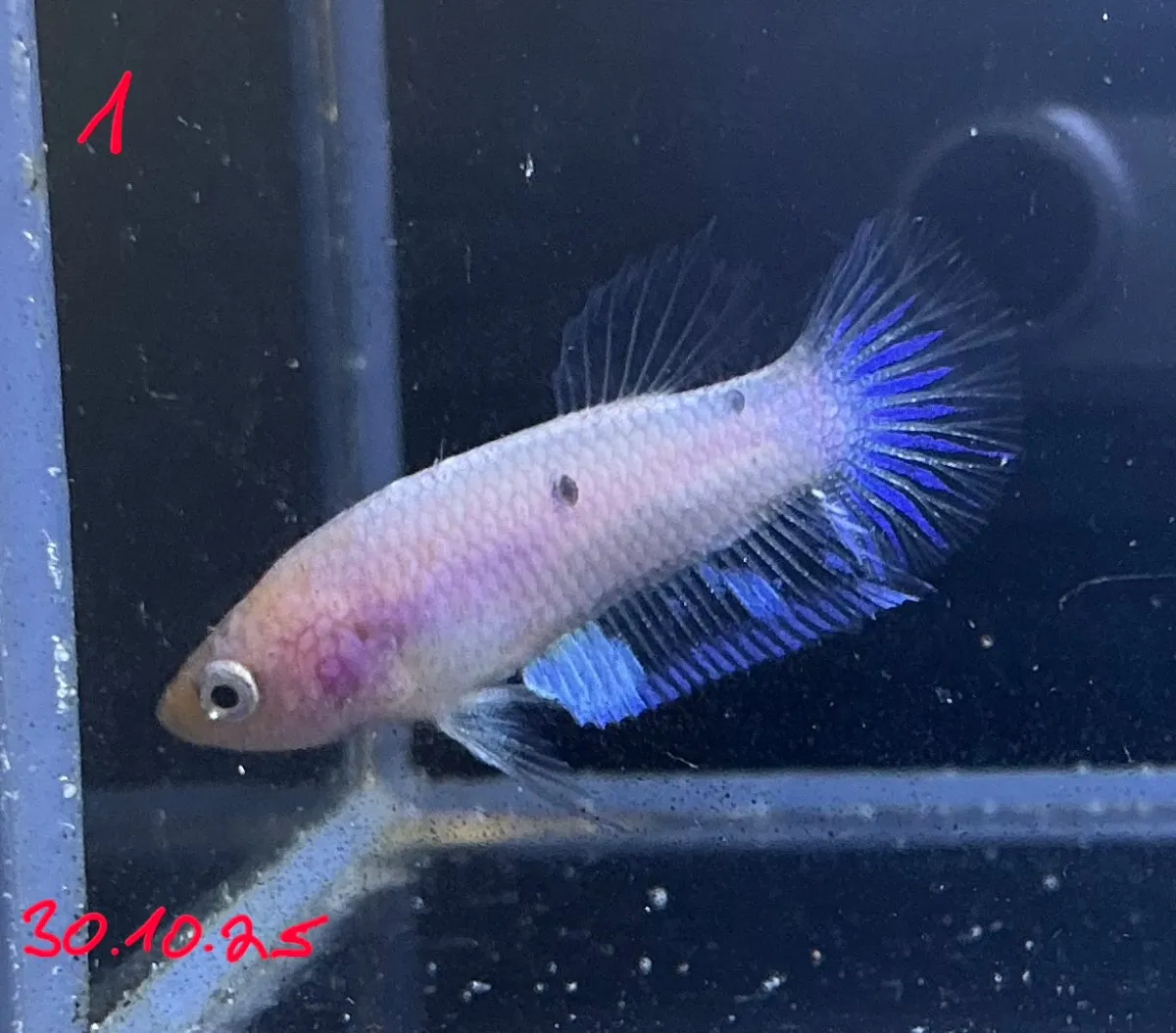 Betta Splendens (Fisch)