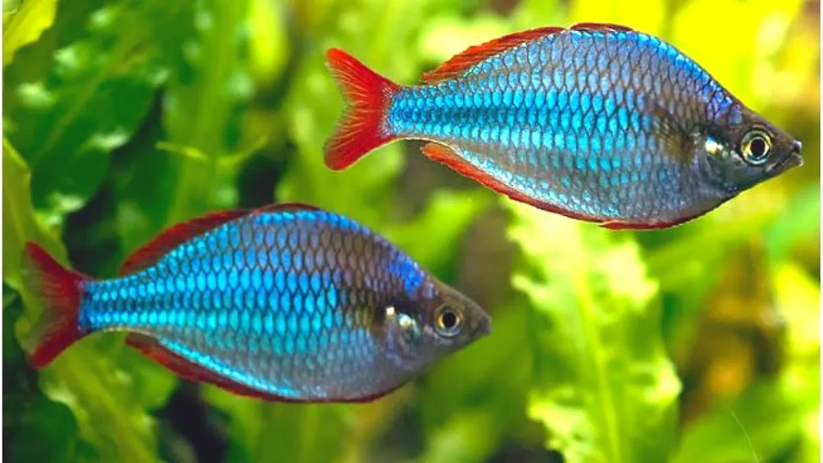 Melanotaenia Praecox (Fisch)