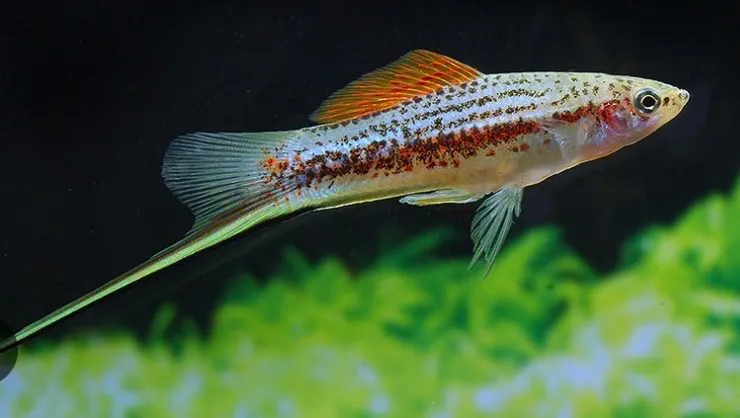 Schwertträger Yucatan 2 (Fisch)