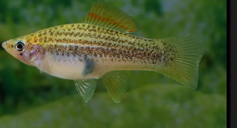 Schwertträger Yucatan 2 (Fisch)