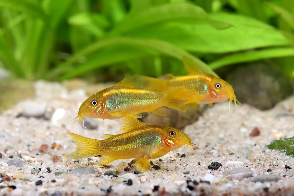 Corydoras Gold Laser (Fisch)