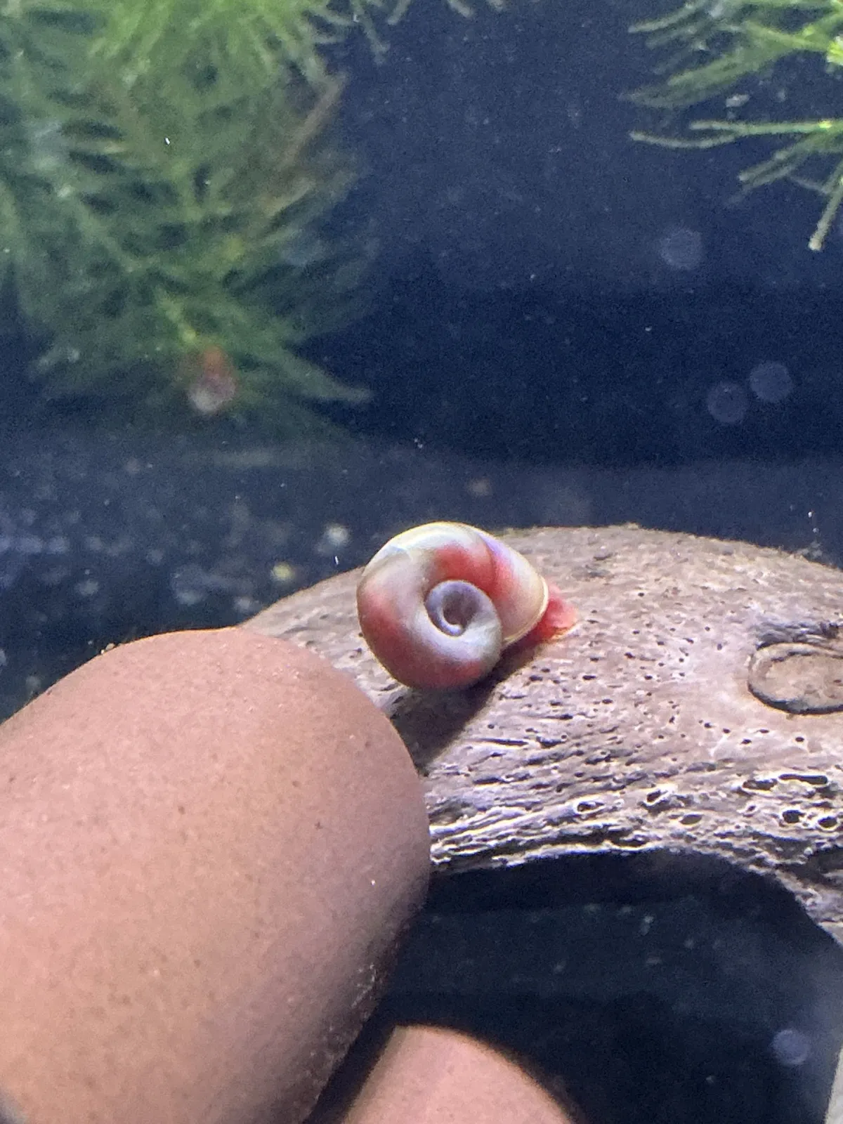 Posthornschnecke Pink (Schnecke)