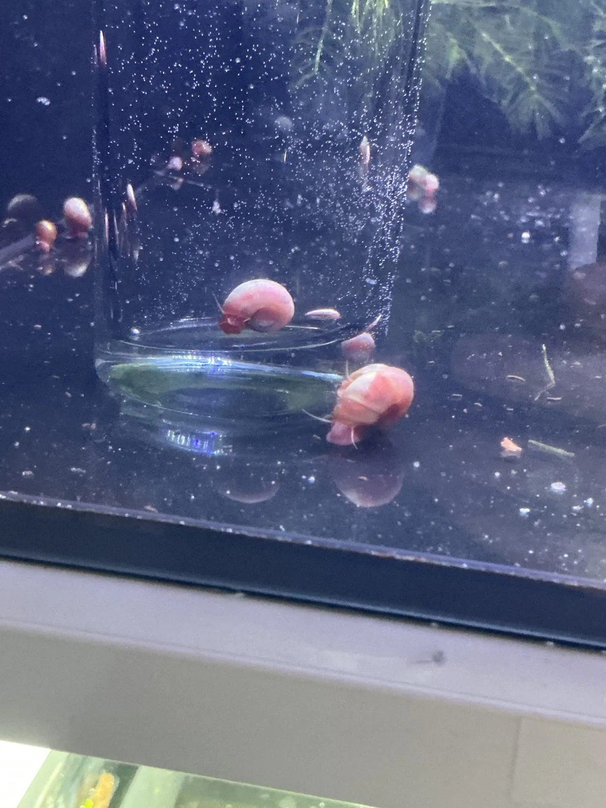 Posthornschnecke Pink (Schnecke)