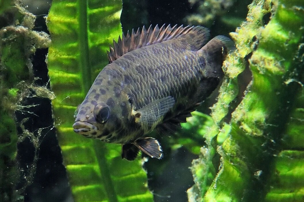 Leopard Buschfisch (Fisch)