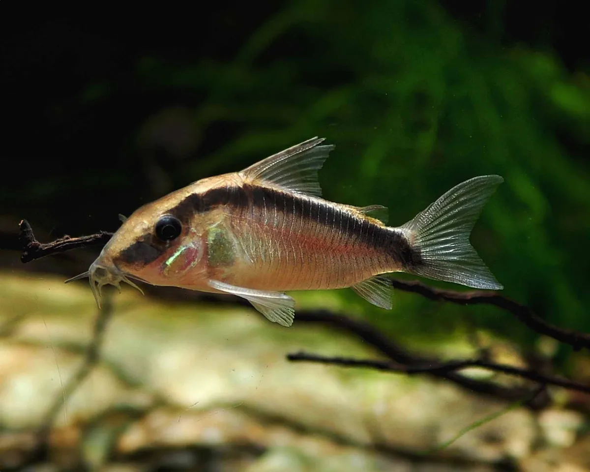 Corydoras Arcuatus (Fisch)