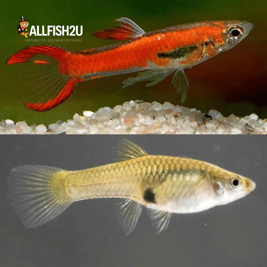 Endler Chilli (Fisch)