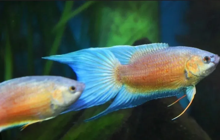 Paradiesfisch (Fisch)