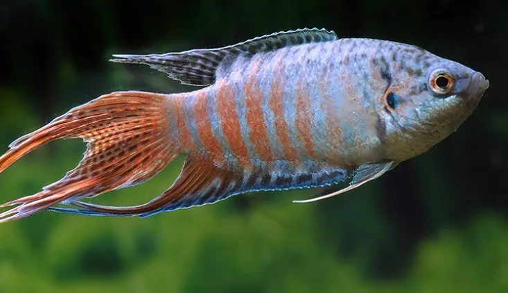Paradiesfisch (Fisch)