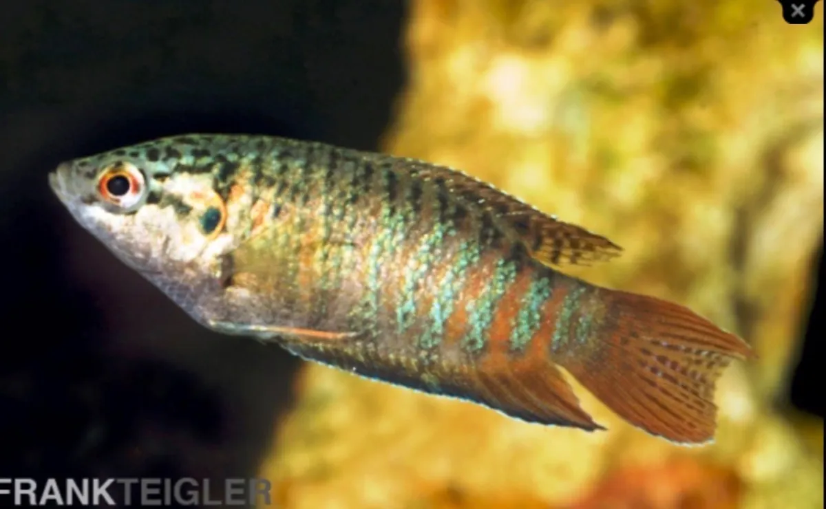 Paradiesfisch (Fisch)