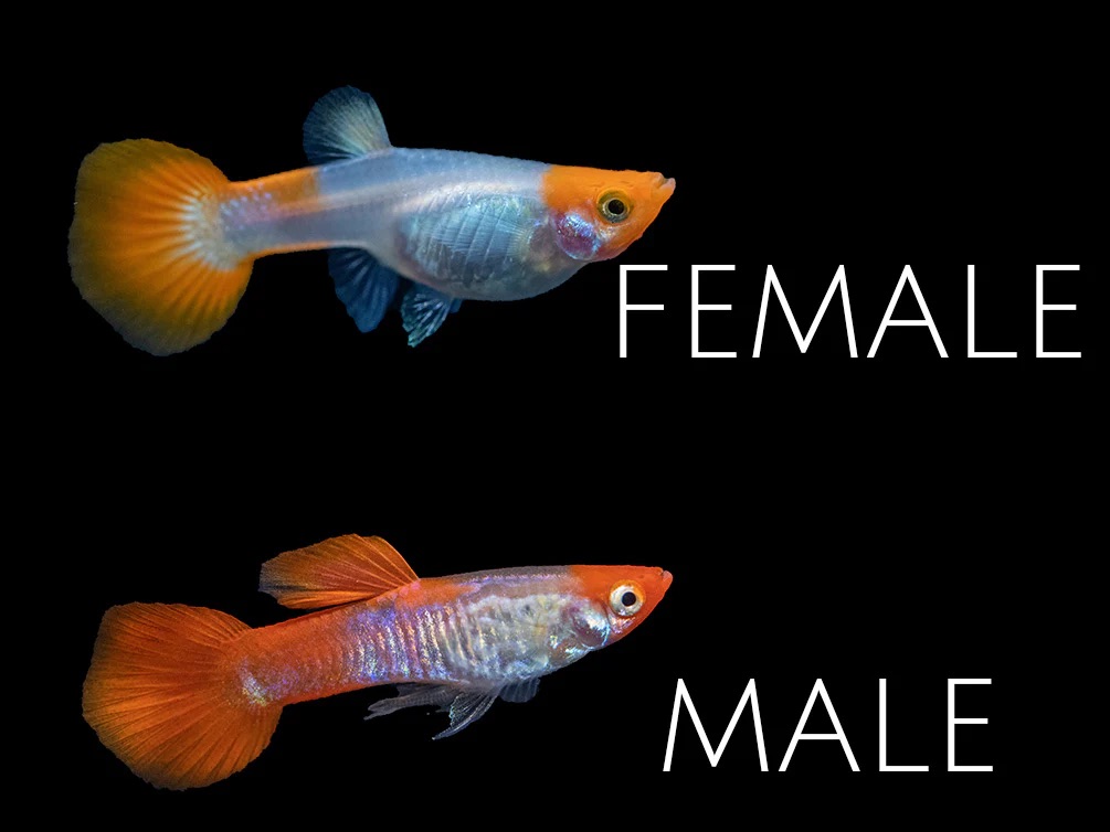 Guppy Koi Snakeskin (Fisch)