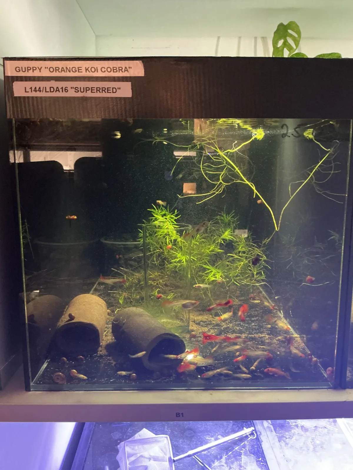 Guppybecken 1