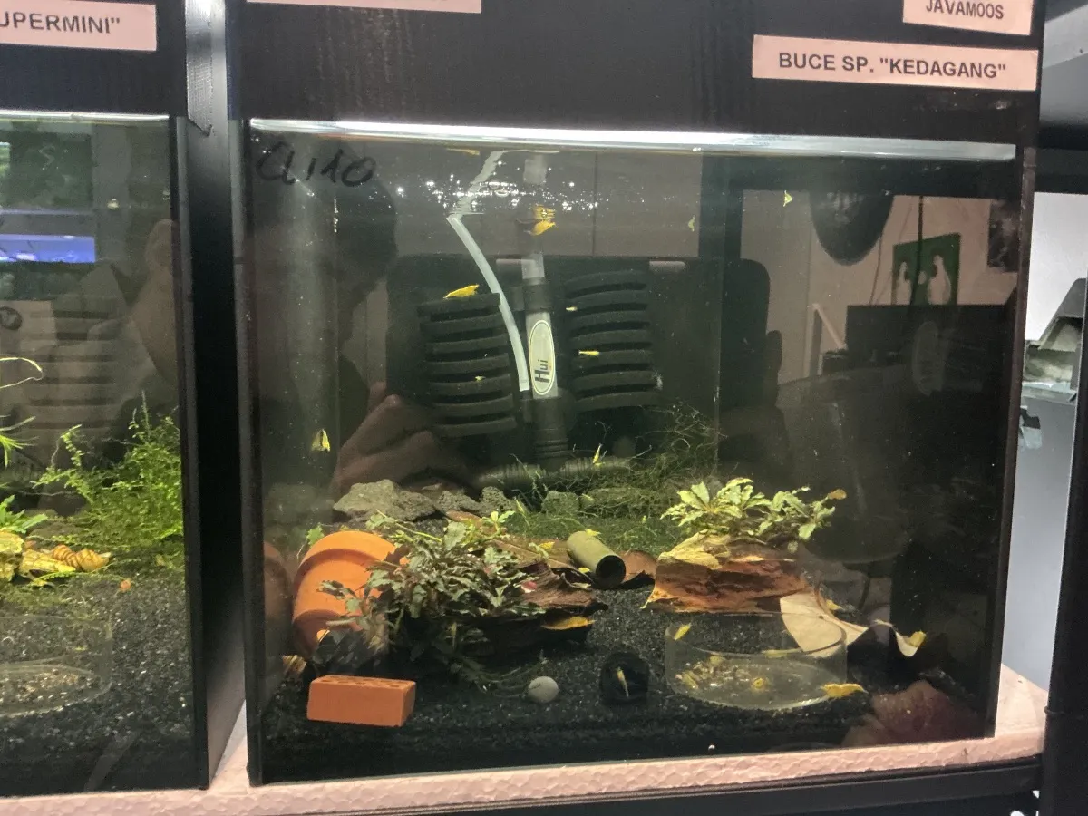 Garnelenbecken 3 (Yellow Neon)