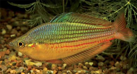 Melanotaenia Garylangei (Fisch)