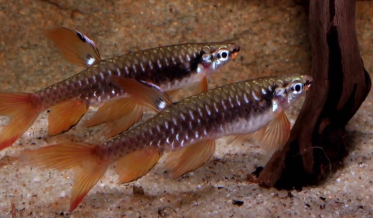Copella Arnoldi (Fisch)