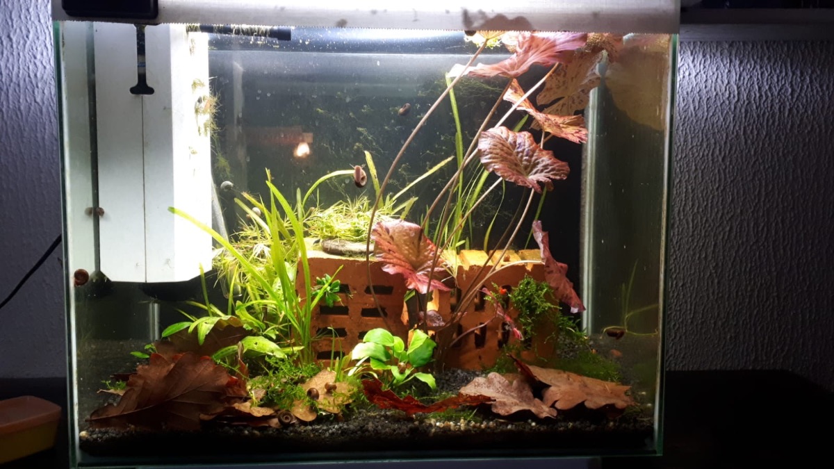 Wohnzimmer Wirbellose