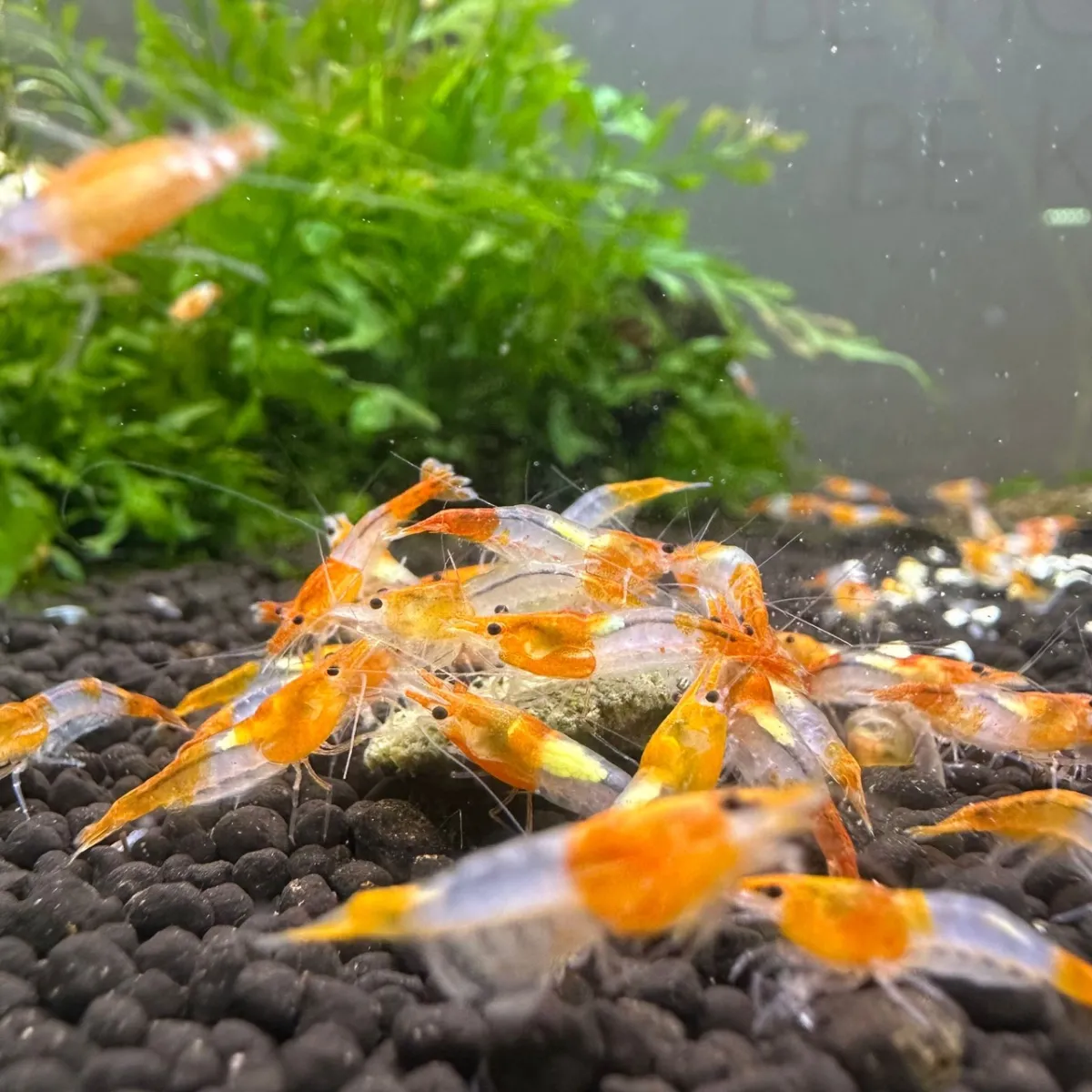 Orange Rili