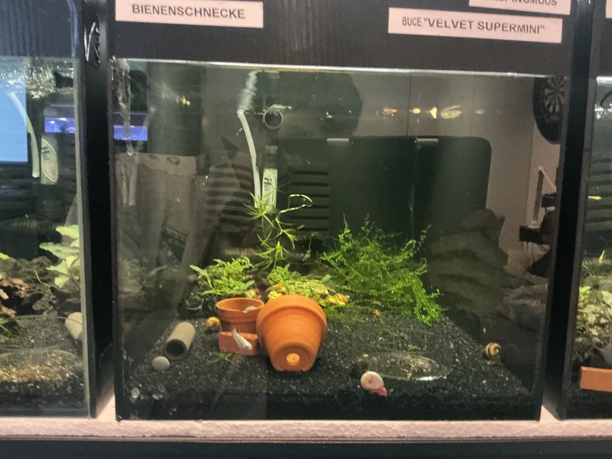 Garnelenbecken 2 (Orange Rili)