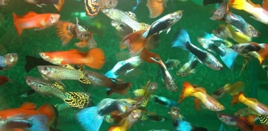 Mix Guppys (Fisch)