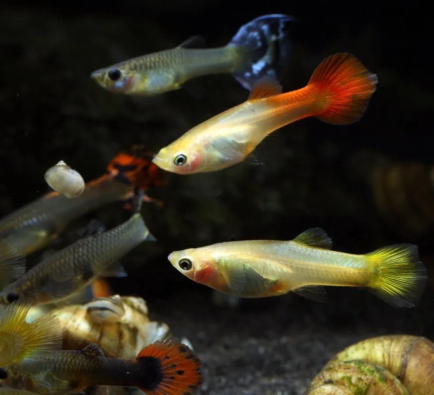 Mix Guppys (Fisch)