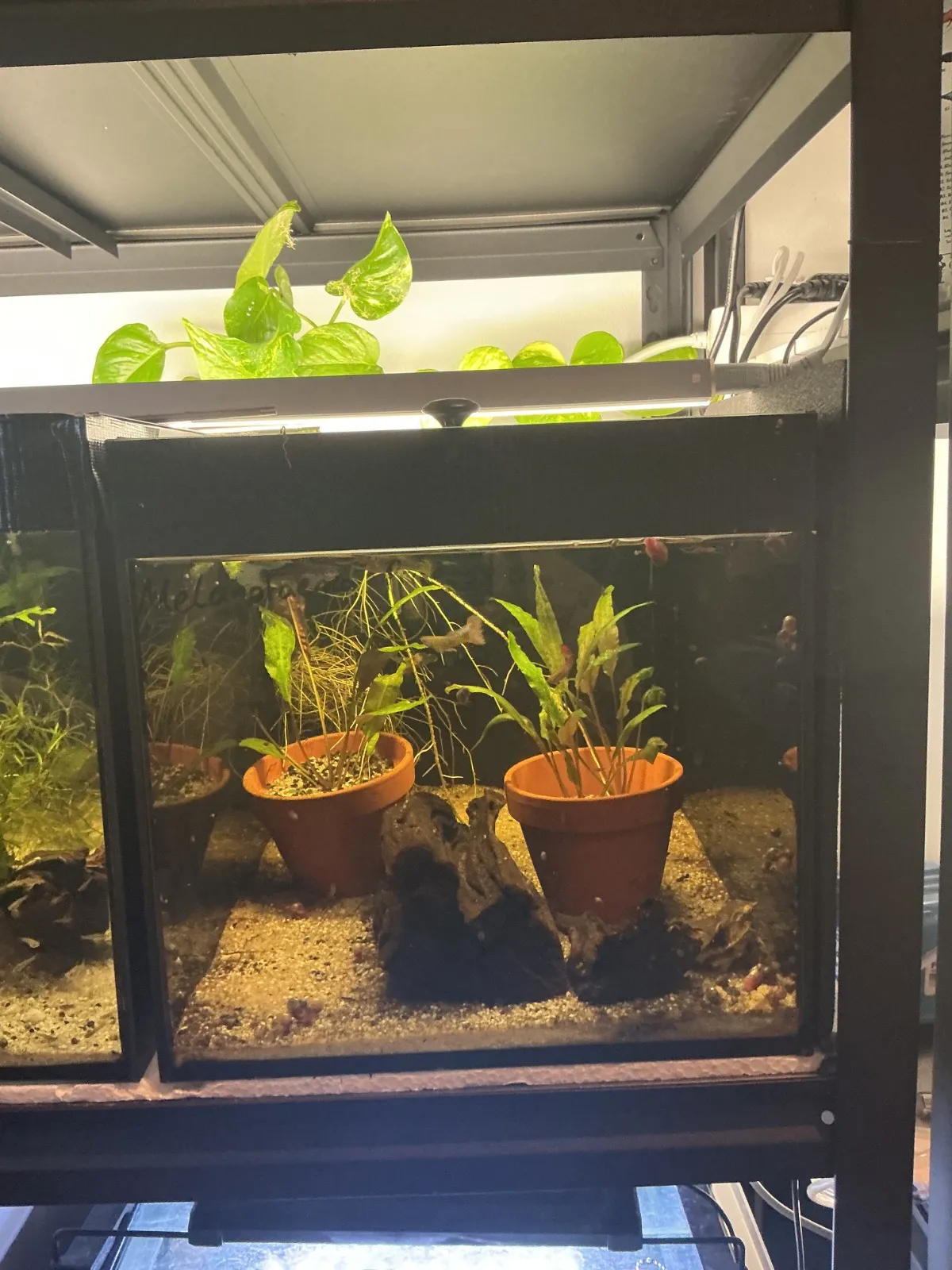 Guppy Becken 7