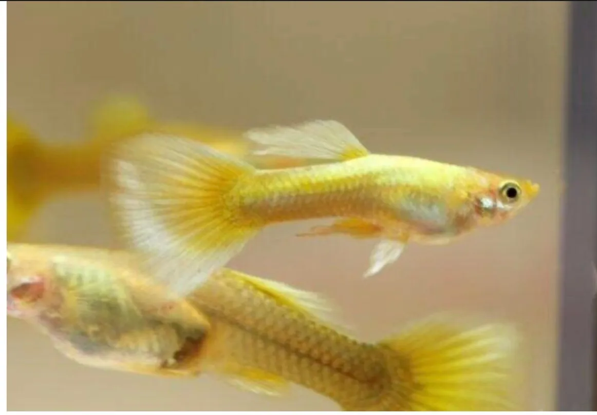 Guppy 24k Gold (Fisch)