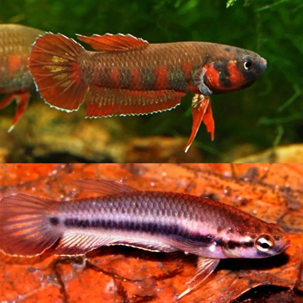 Betta Rubra (Fisch)