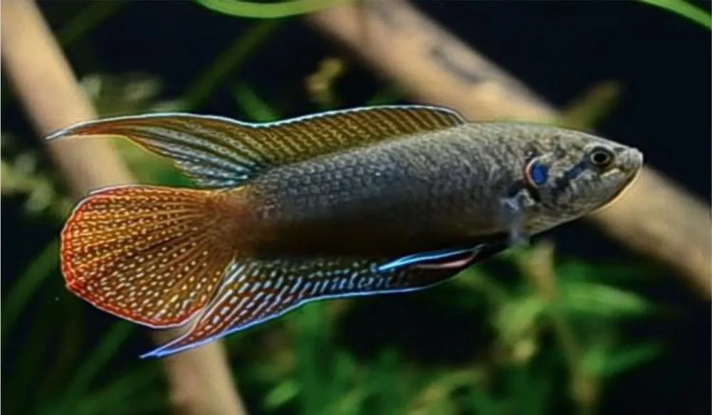 Macropodus Ocellatus (Fisch)