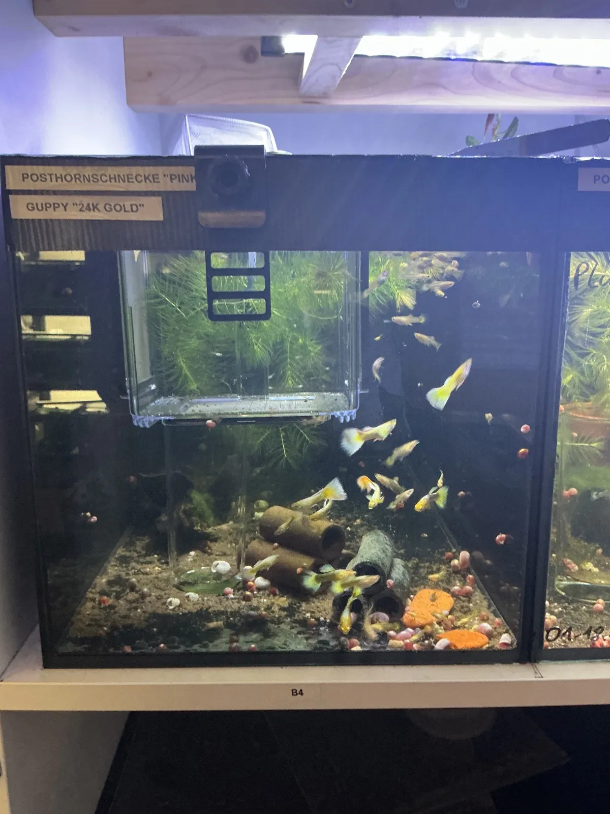 Guppybecken 4