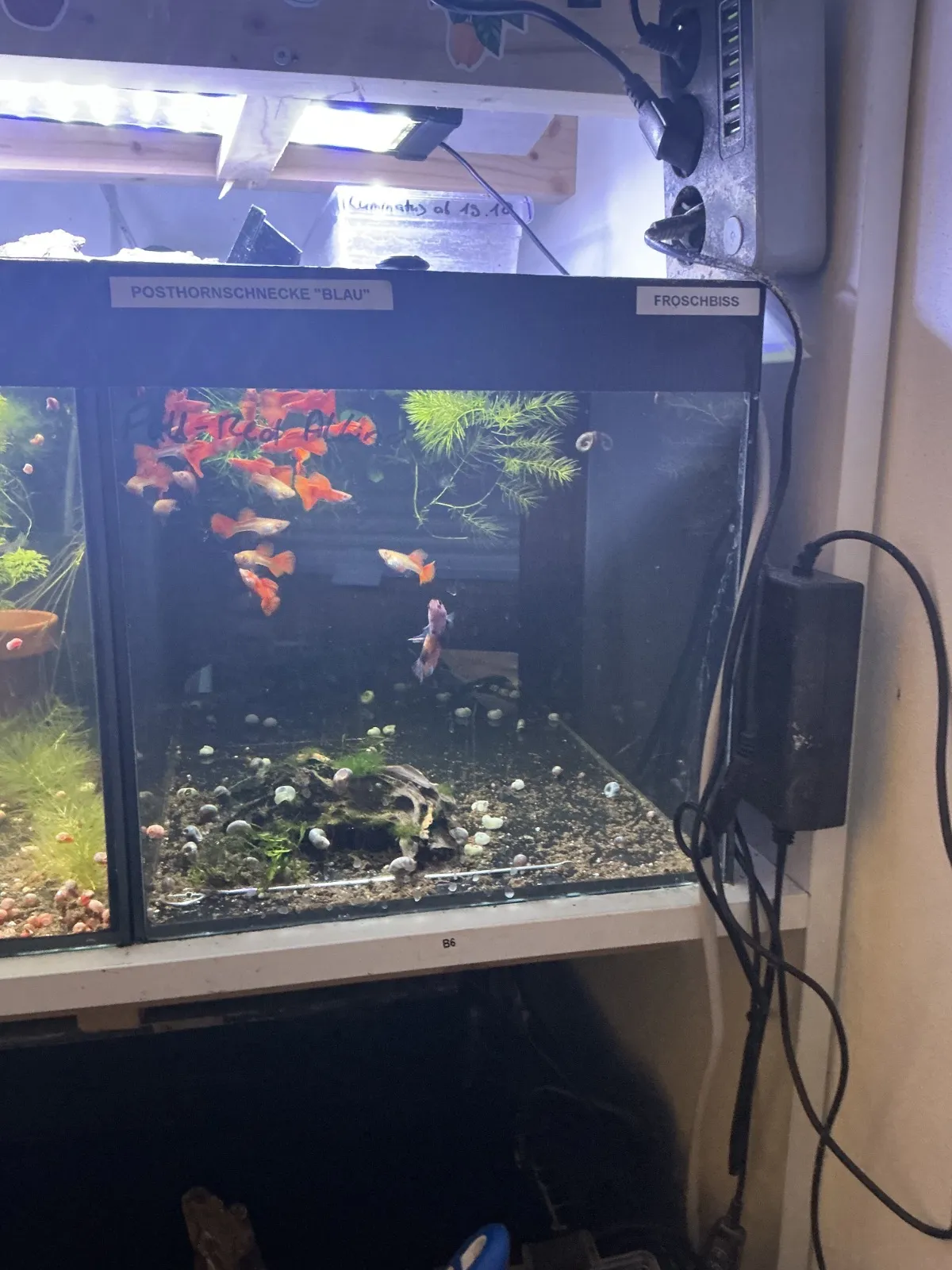 Guppybecken 6