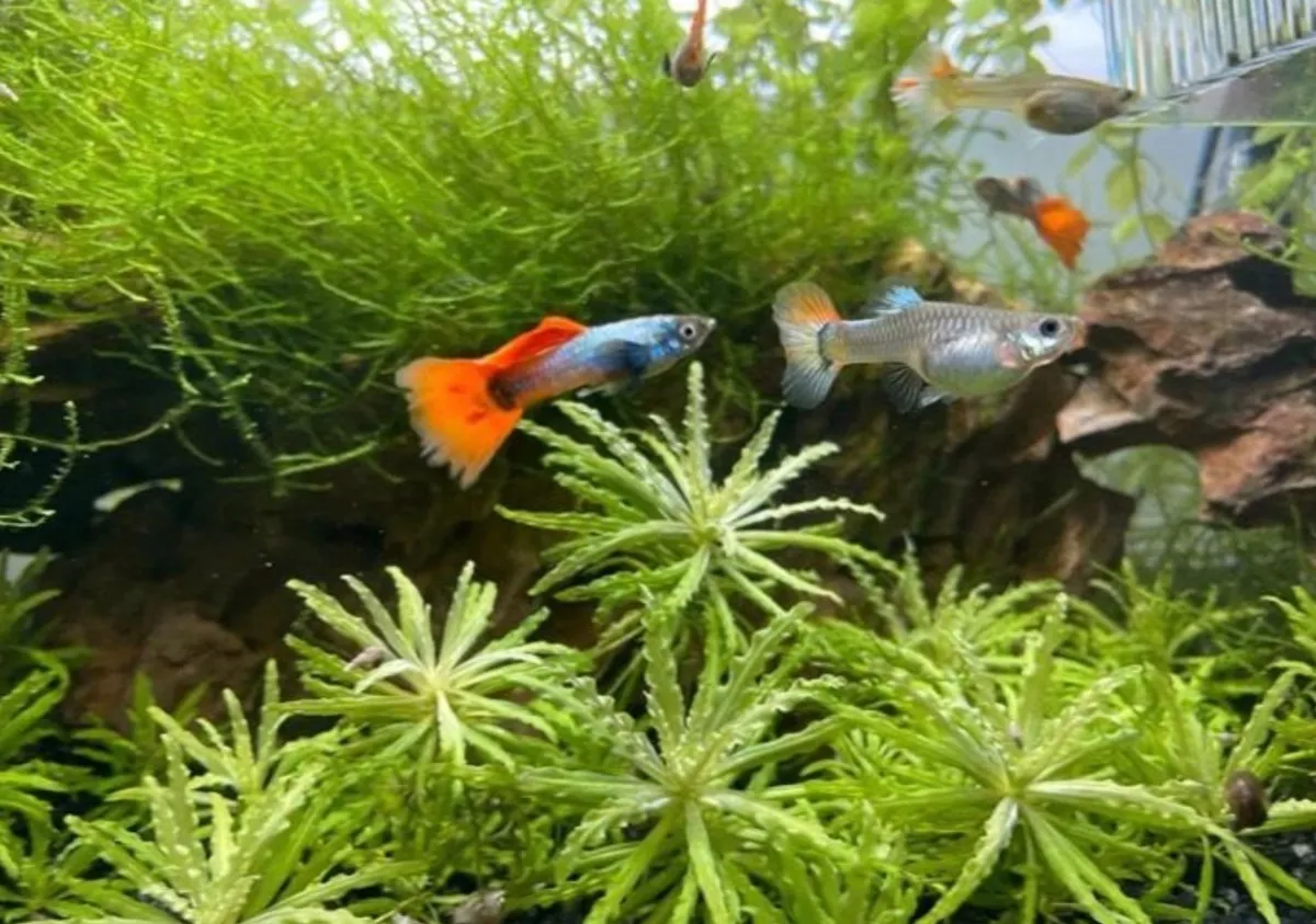 Guppy Dumbo Redtail (Fisch)