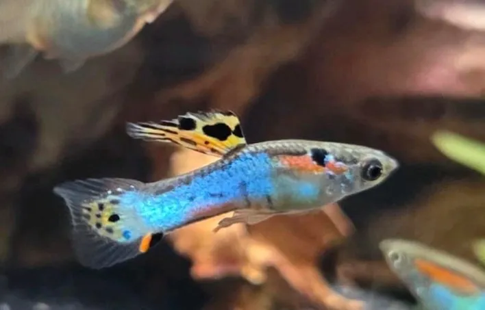 Endler Guppy Blue Star