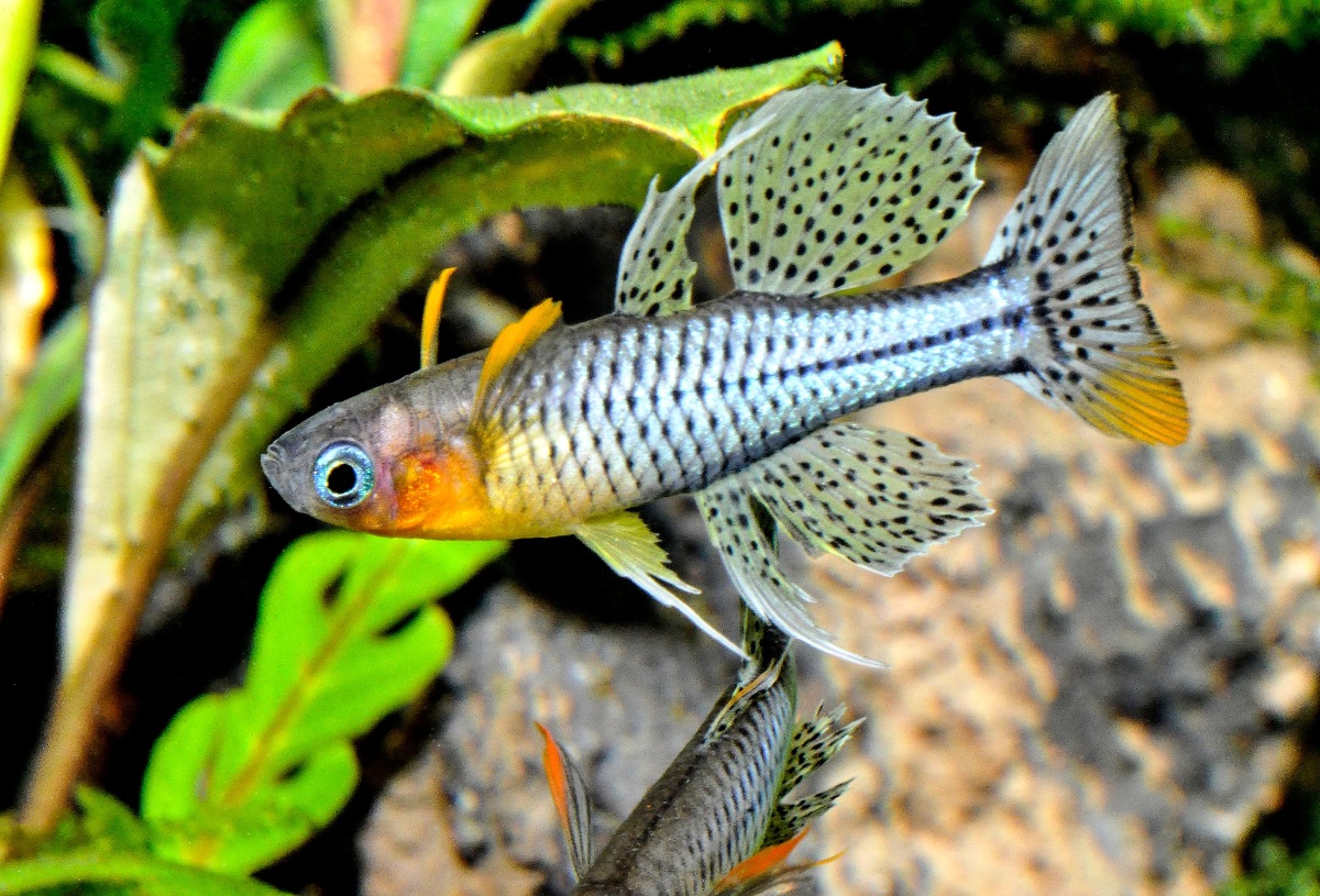 Pseudomugil Gertrudae (Fisch)