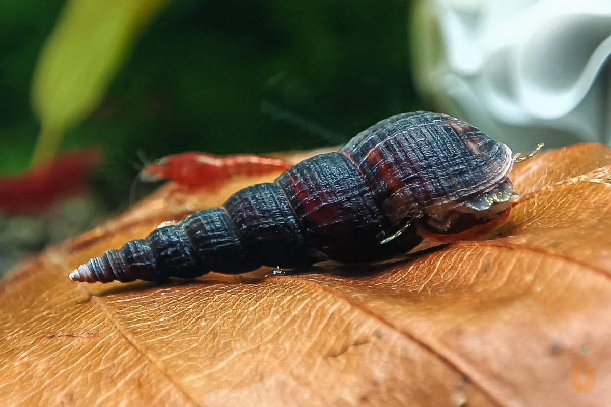 Schwarze Turmdeckelschnecke (Schnecke)