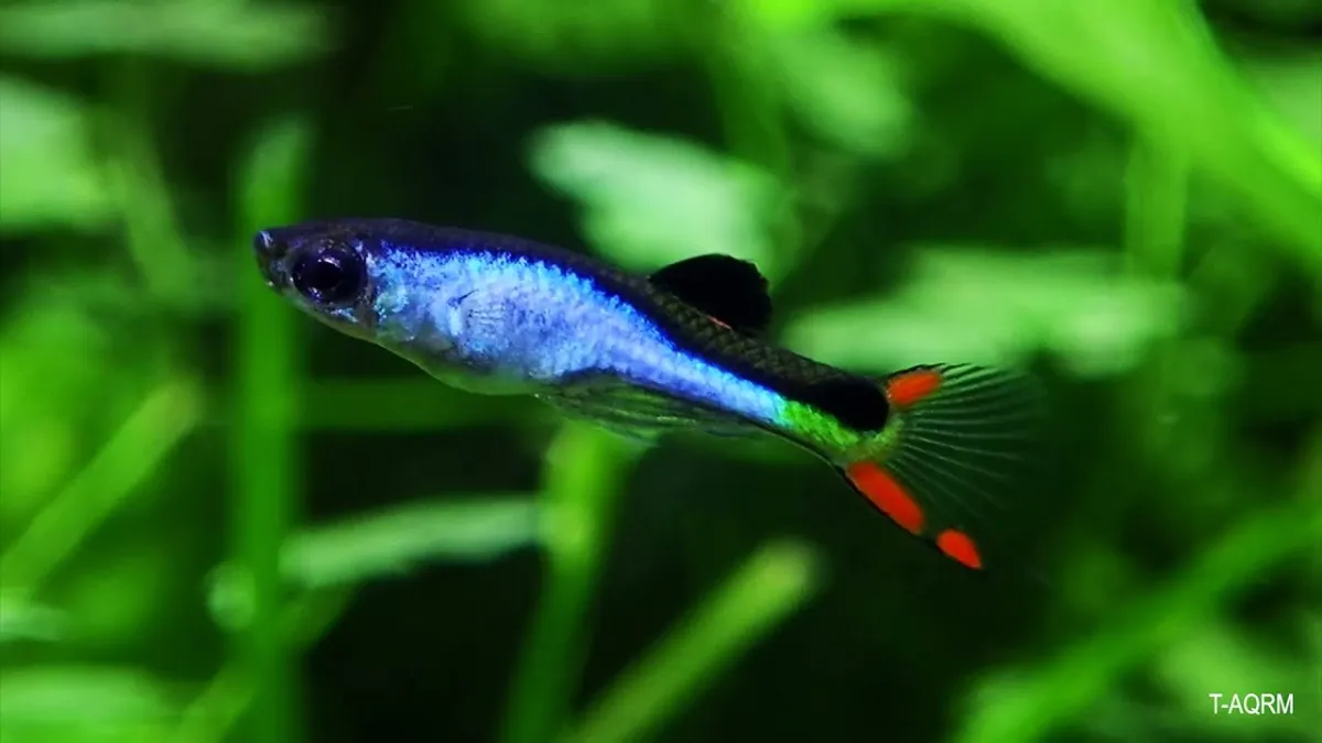 Endler El Silverado (Fisch)