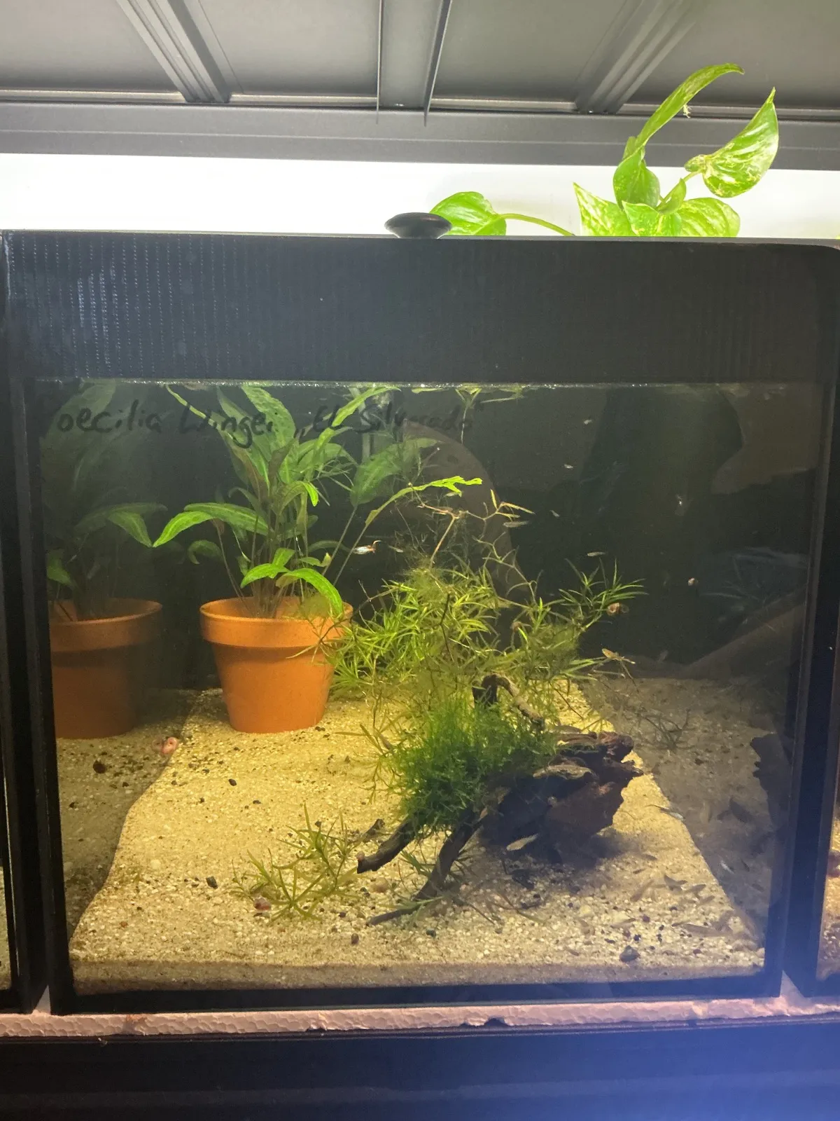 Endler Becken 4