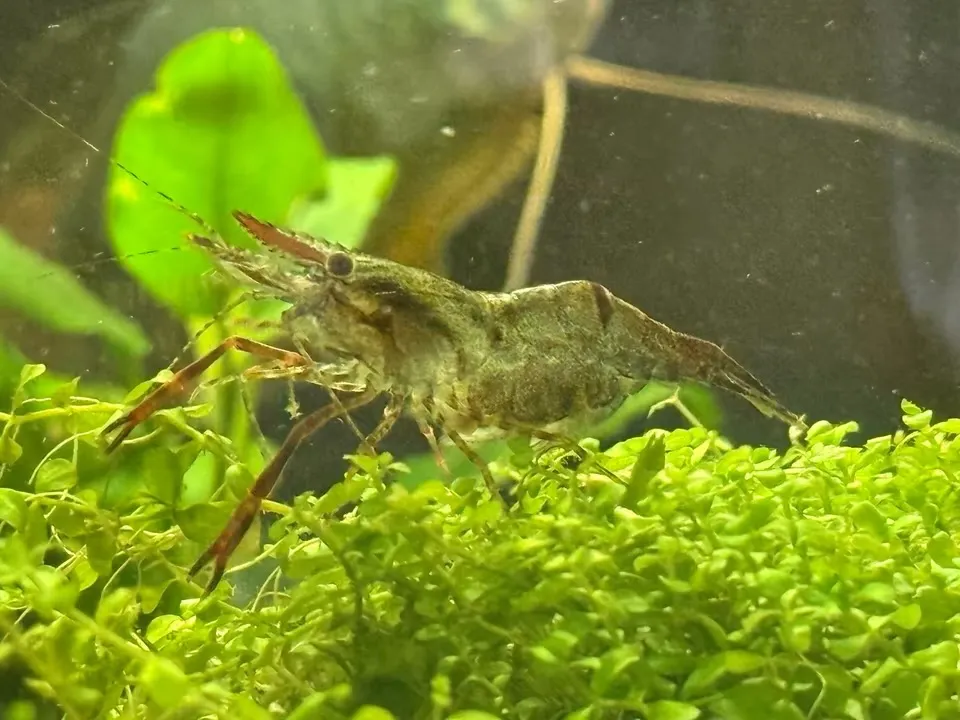 Macrobrachium Peguense