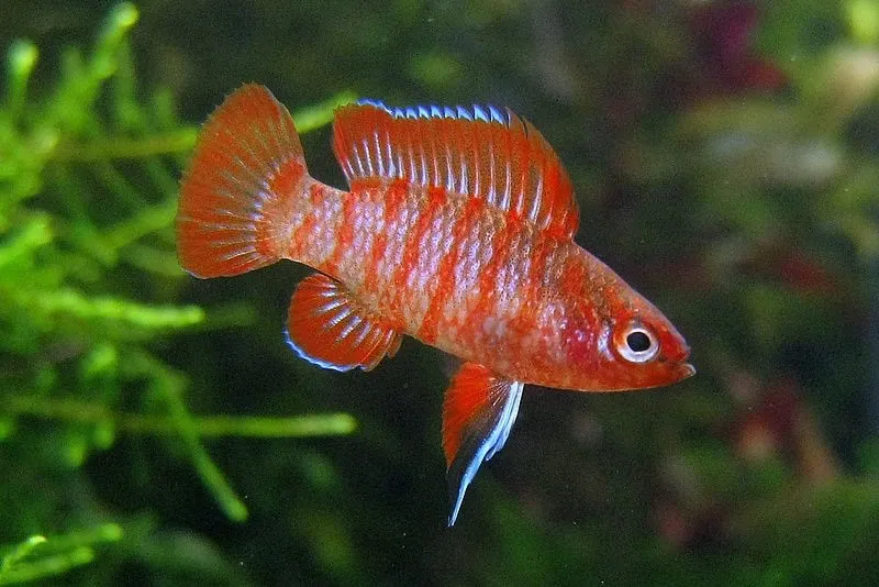Dario Dario (Fisch)