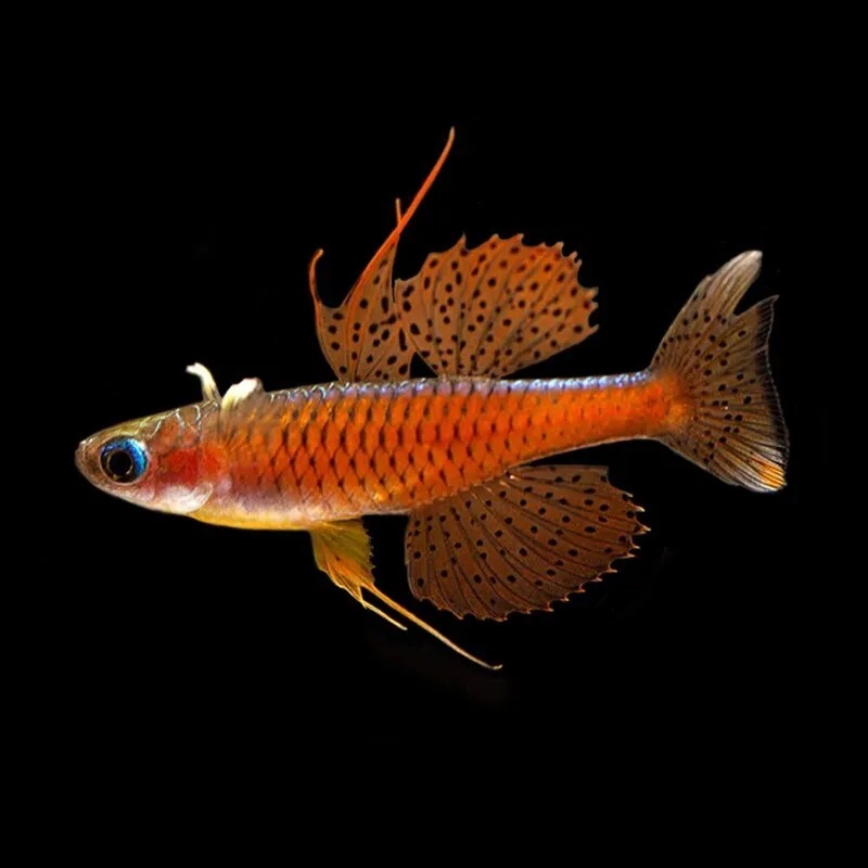Pseudomugil Luminatus (Fisch)