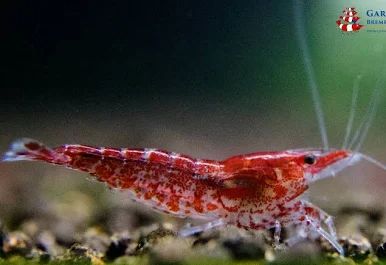 Red Cherry