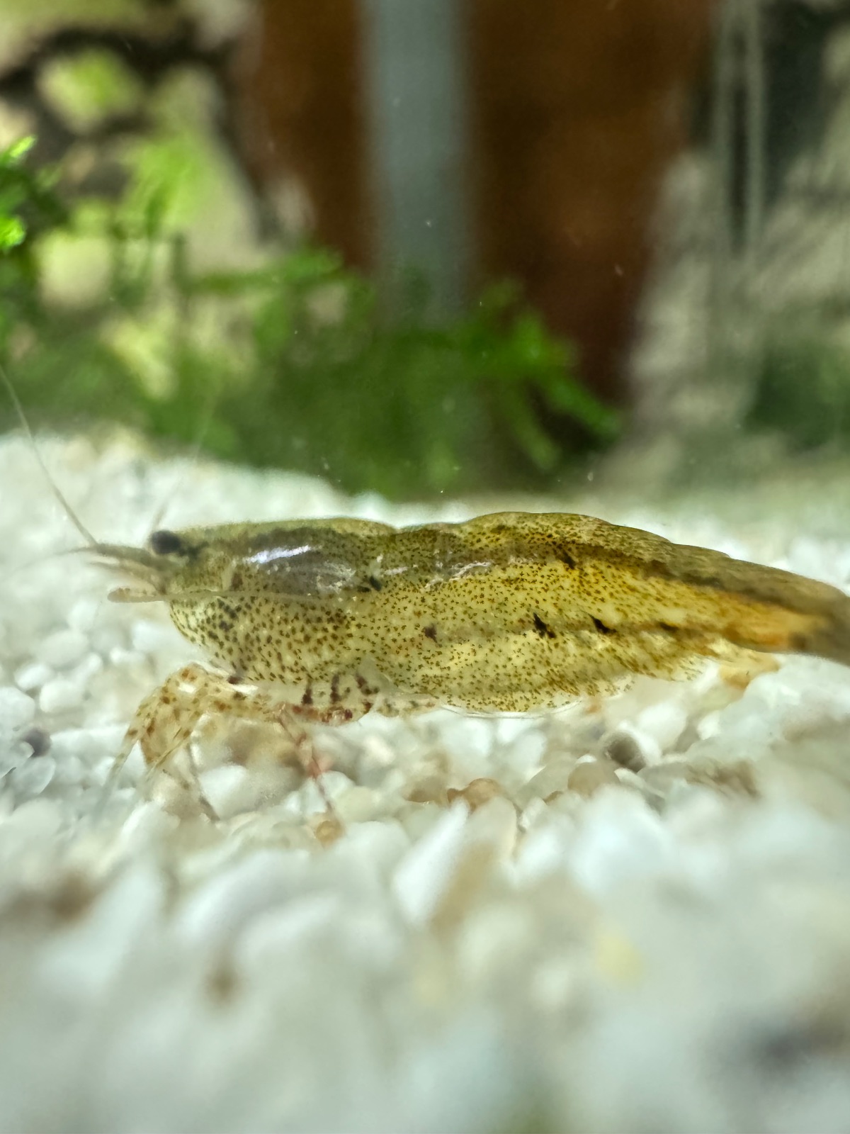 Neocaridina Garnelen Mix