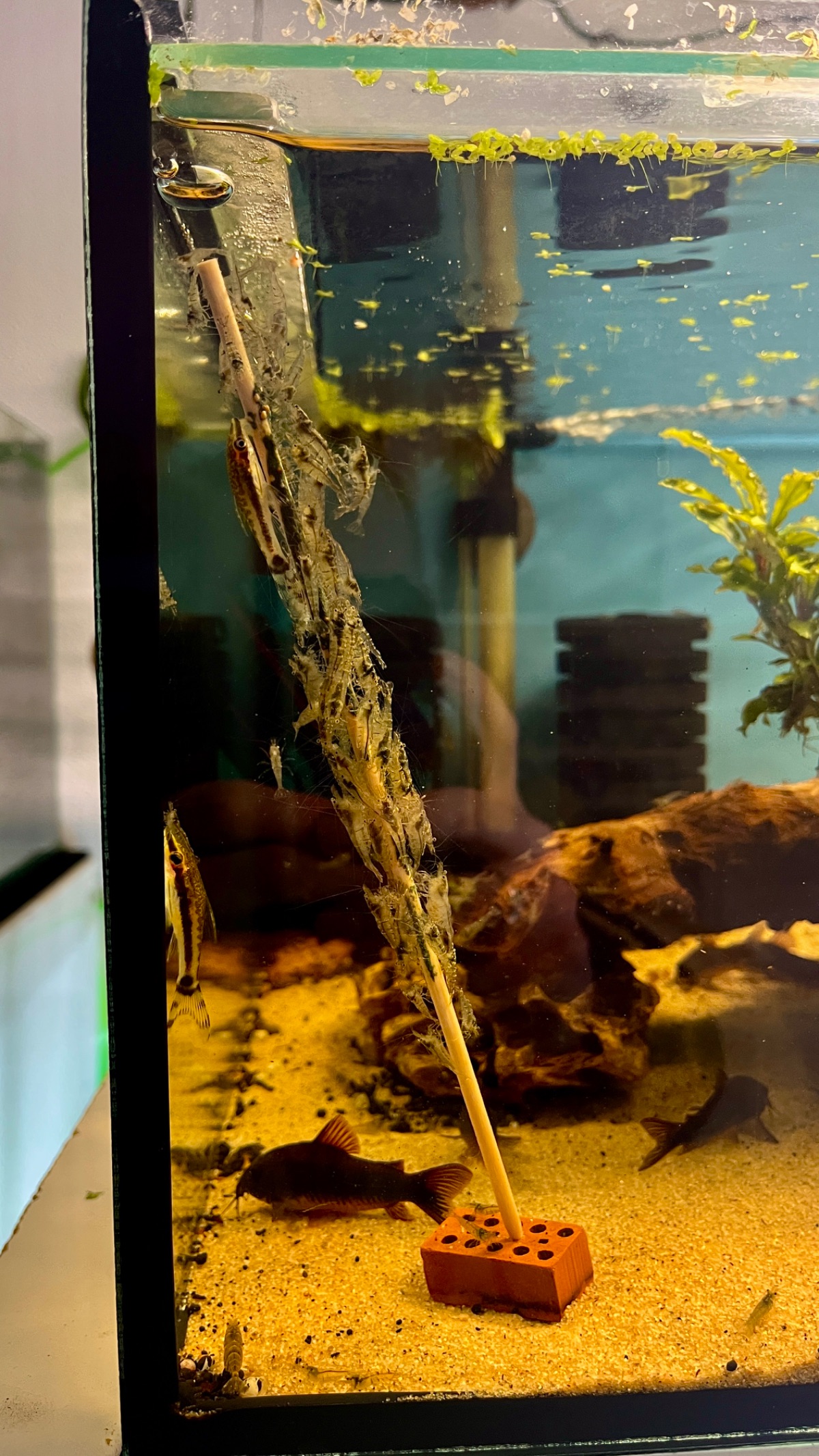 Sulawesi Inlandsgarnelen